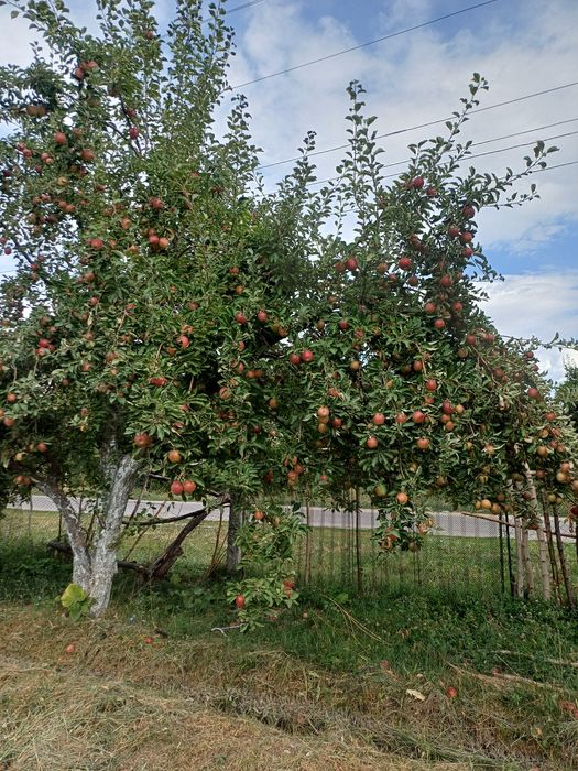 Продам яблоки вкусные