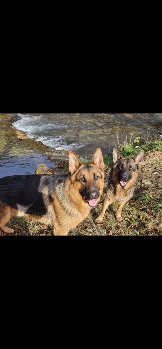 Puiuti Ciobanesc German, linie de show, din parinti cu pedigree