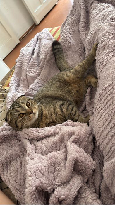 Отдам кошку в добрые руки