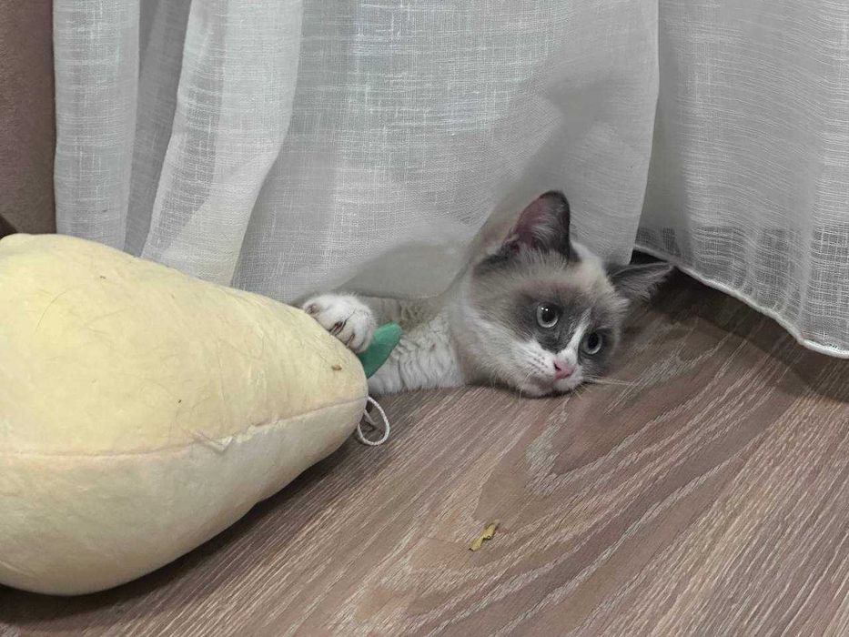 Котёнок Бусинка, 11 месяцев.