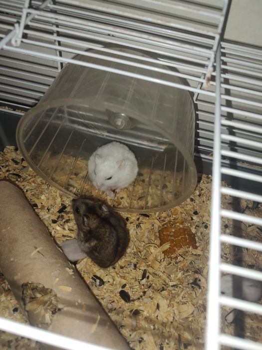 Vând pui hamster pitic