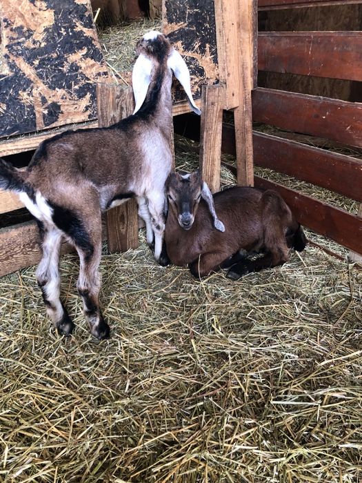 Iezi  Anglo -nubieni ,