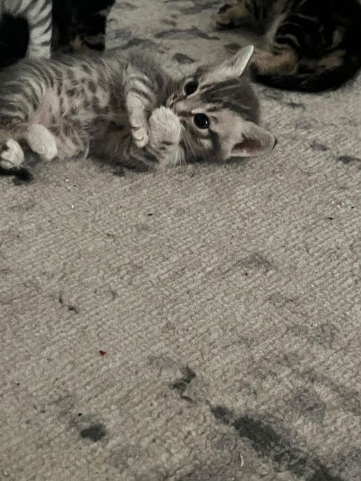 Котята шотландские