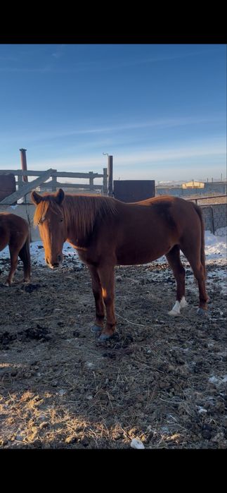 Байтал сатылады 520мын