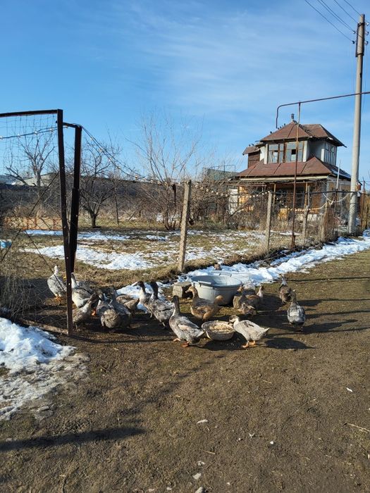 Яйца уток и гусей на инкубатор