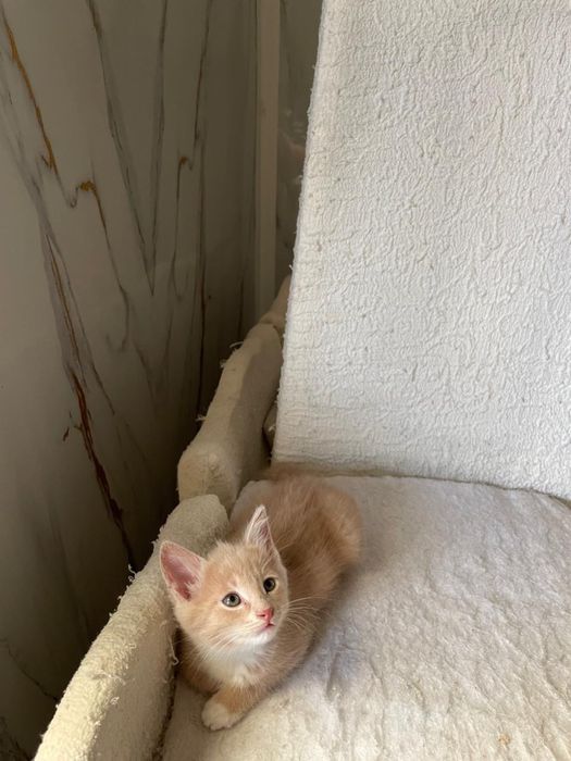 Отдам котят бесплатно