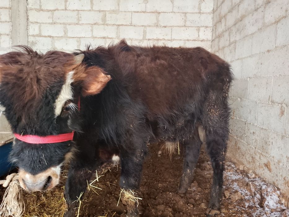 Buqanchalar sotiladi.  Birjoyaham beramiz  Yosh yosh sifat buqachalar