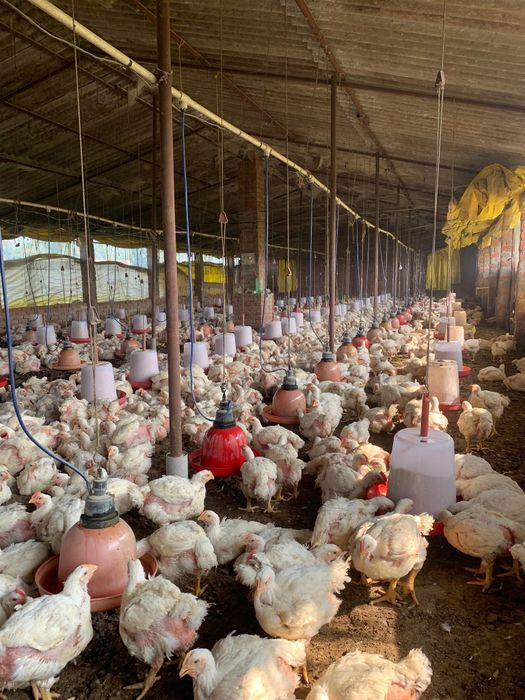 Puii de carne și rasa mixta