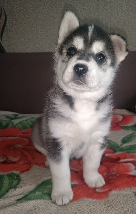 Продам щенят хаски