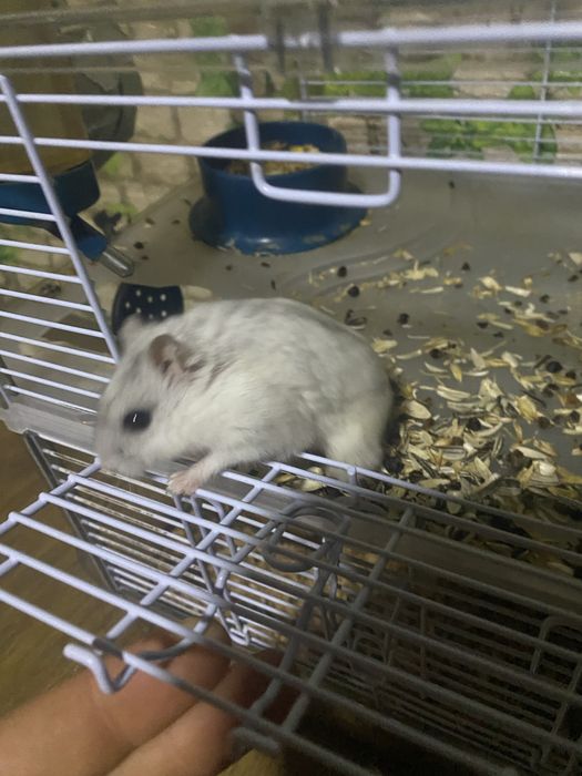 Vând hamster pitic