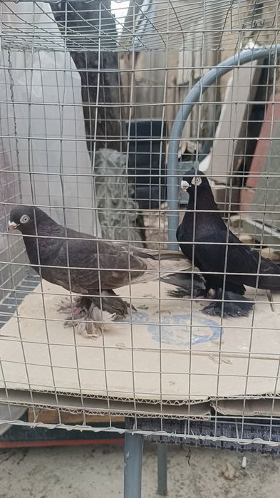 Голуби гладкие пара