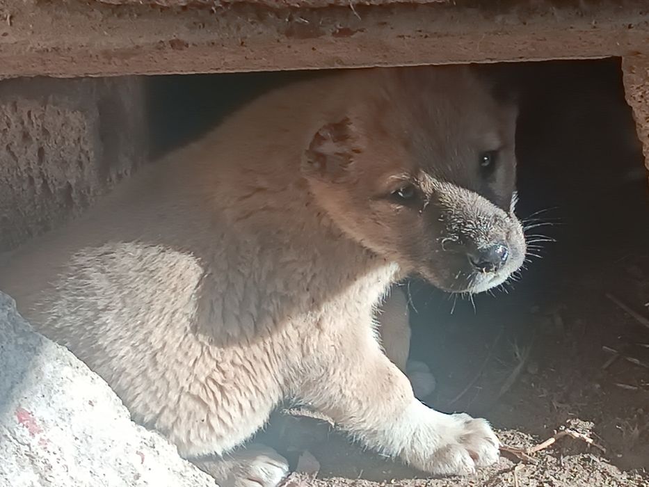 Төбет күшік сатылады