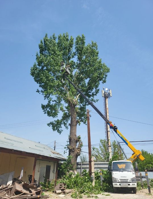 Спил деревьев агаш кесемиз