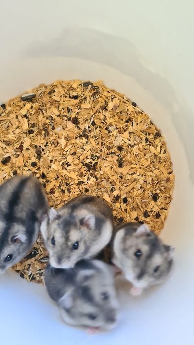 Vând hamsteri siberieni