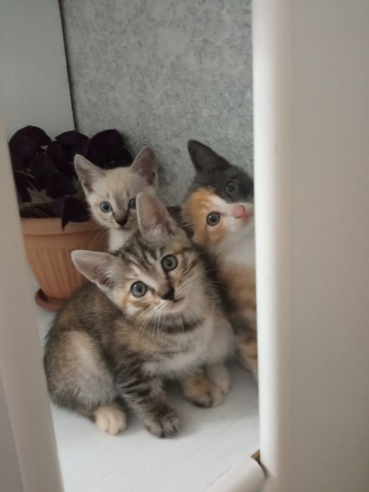 Отдам котят в добрые руки