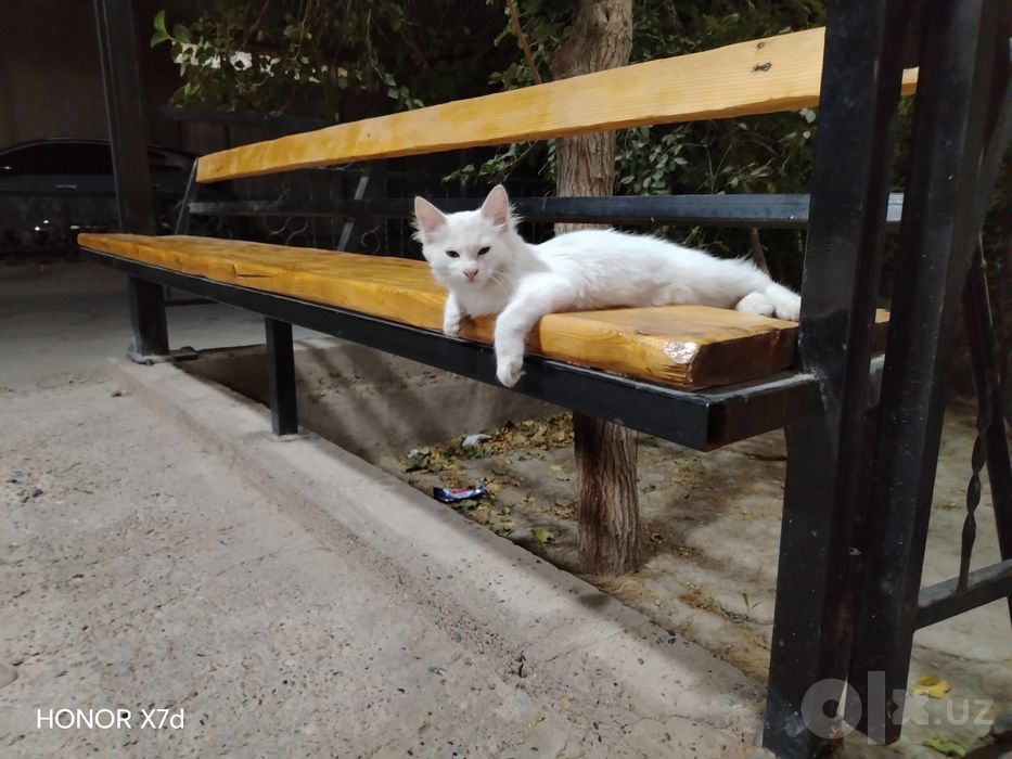Bella qiz mushugimiz sotiladi