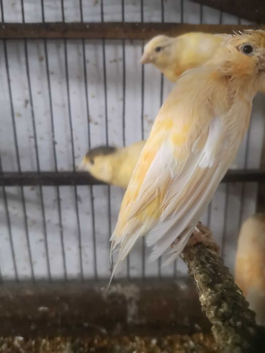 Продаются певчие канарейки