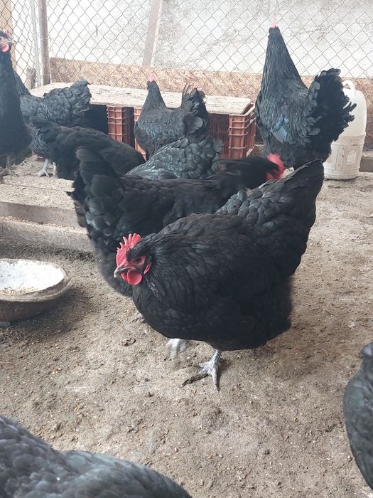 Куры и петухи черные