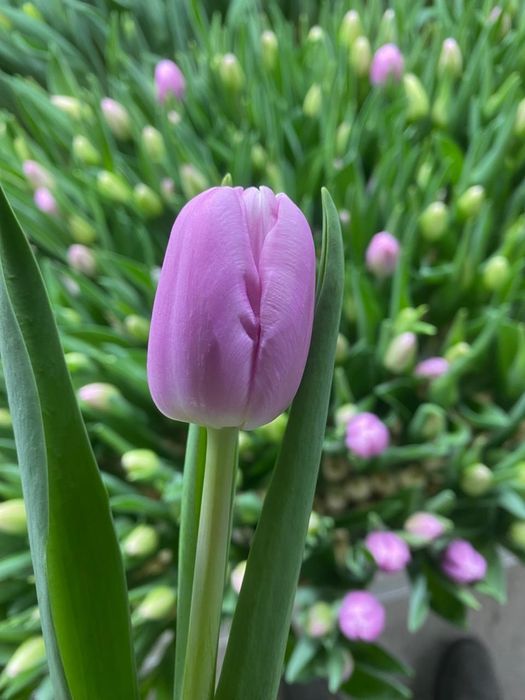 Продам тюльпаны оптом