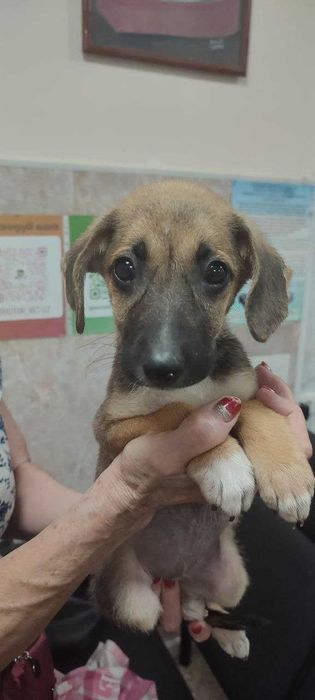 Щенок, девочка, 2 месяца