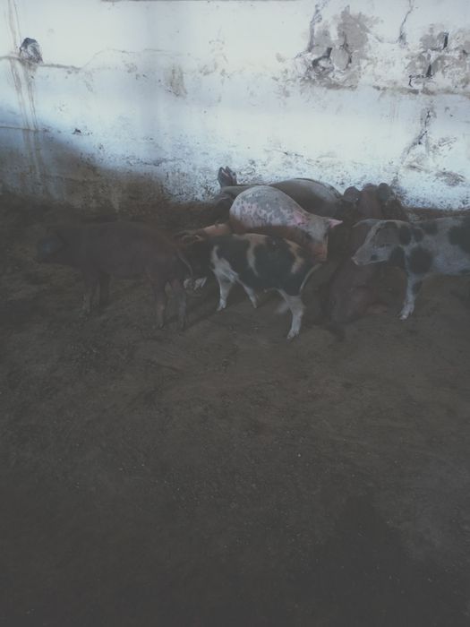 Парясията домашны