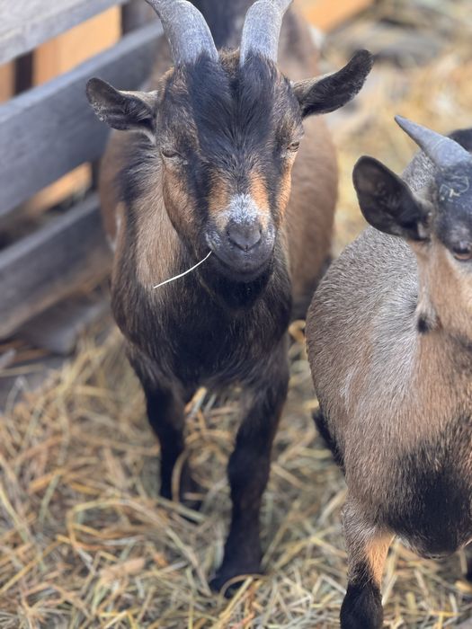 Камерунские козы