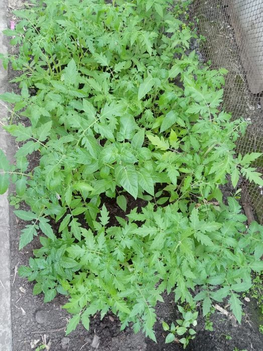 Рассада помидор домашние