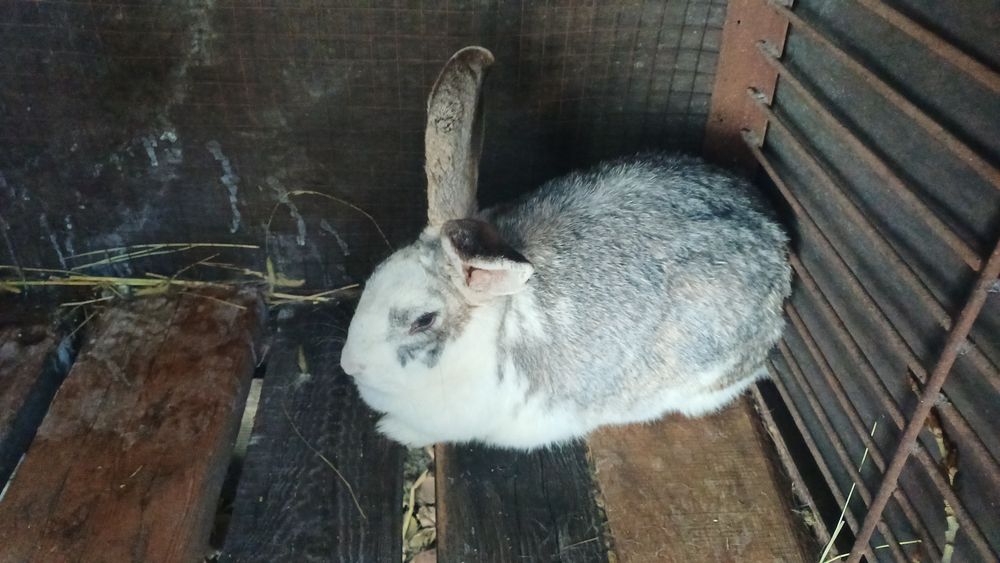 Продам кролиху микс