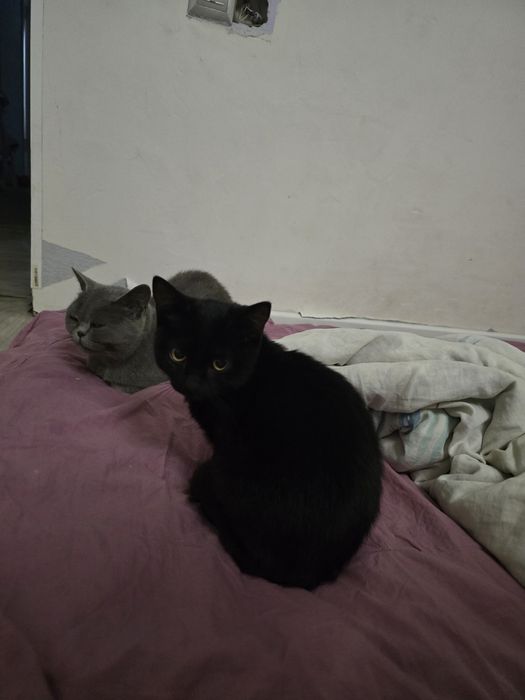 Котята бесплатно