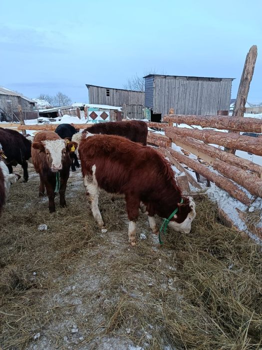 Продам 2ух бычков по 8 месяца