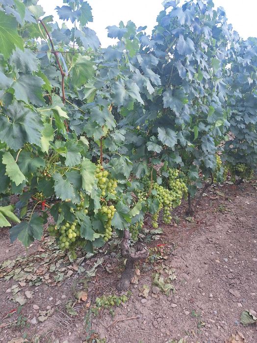 Vand struguri de masa din soiuri timpurii si extratimpurii