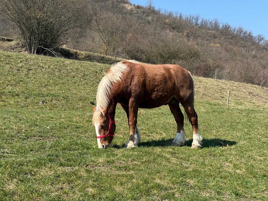 Armăsar tânăr de vânzare – crescut natural, cu acte și cip