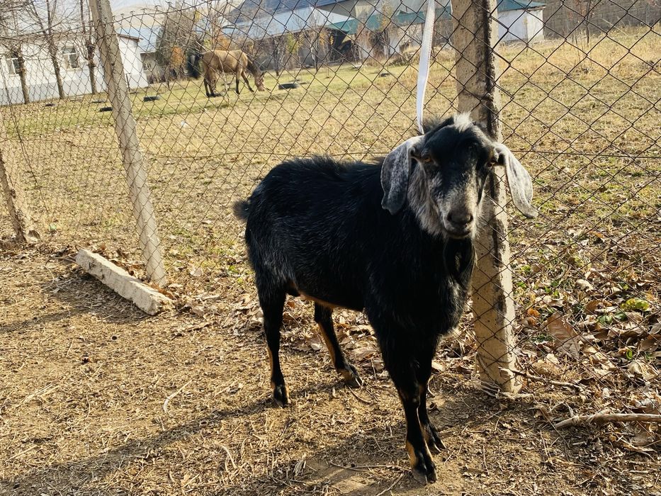 Нубийский теке 3 жасар