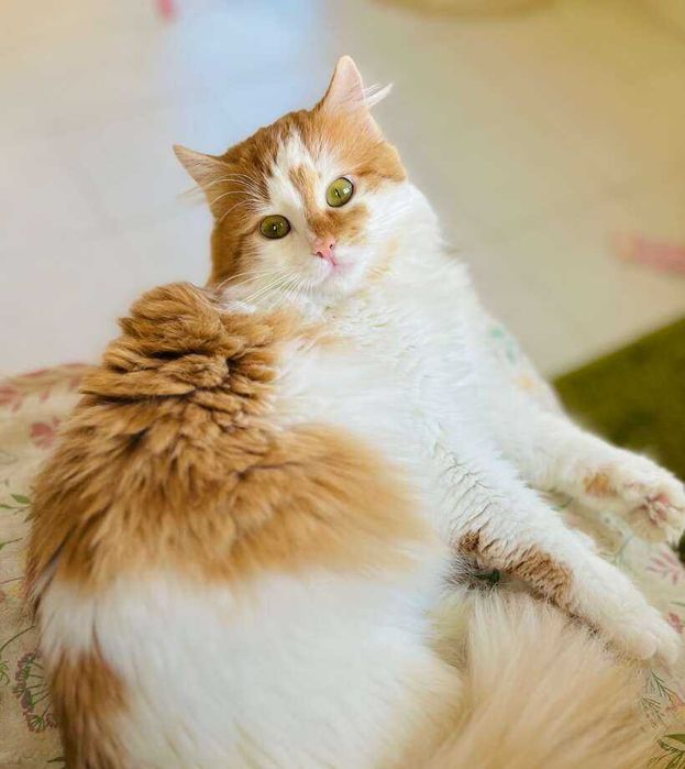 Коте Феличе търси дом