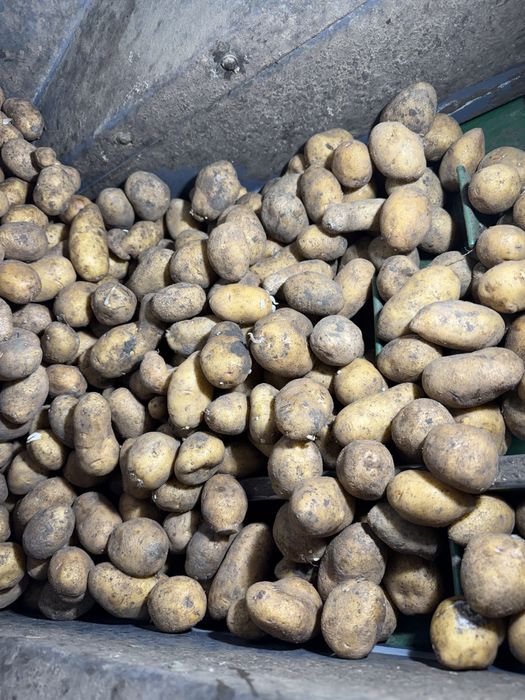 Cartofi samanta sau pentru animale