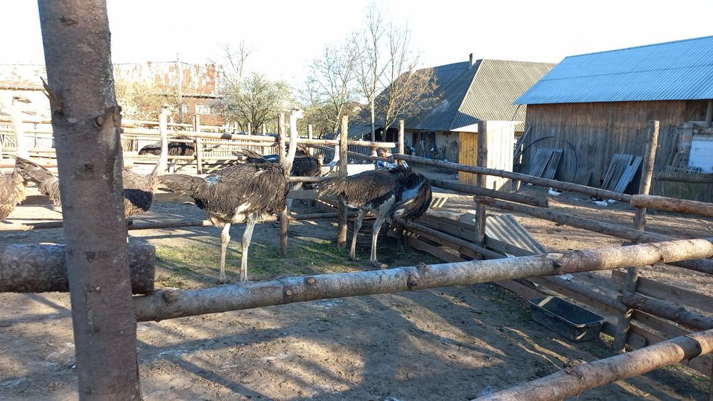 Vând familie de struți și ouă