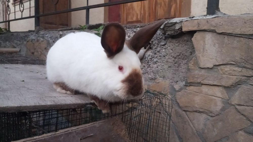 Quyonlar sotiladi zotli