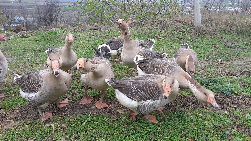 Продавам гъски/патки