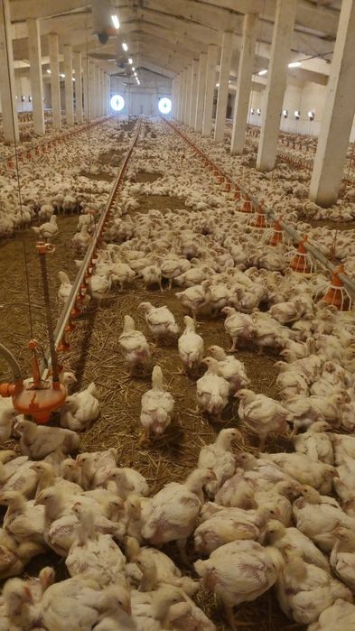 Puii de rasa mixta si carne