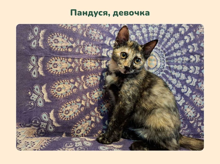 Отдам котят в добрые руки