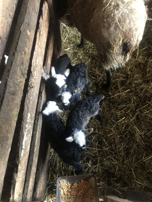 Oi romanov disponibile