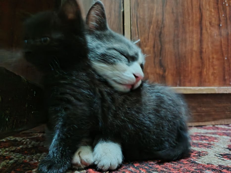Котенок словно ночное небо. Полтора месячныая девочка. Не капризная