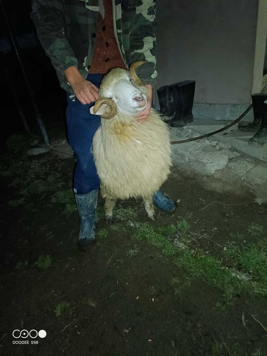 Berbecuț băl din fevruarie de vânzare sau schimb cu berbecuț/oaie