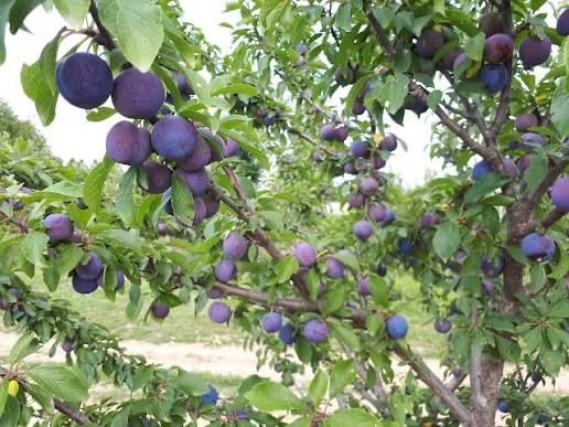Prune de vanzare