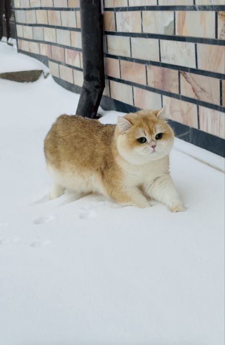 Вяскага залотой шиншила N12 радсловни бор тоза насл