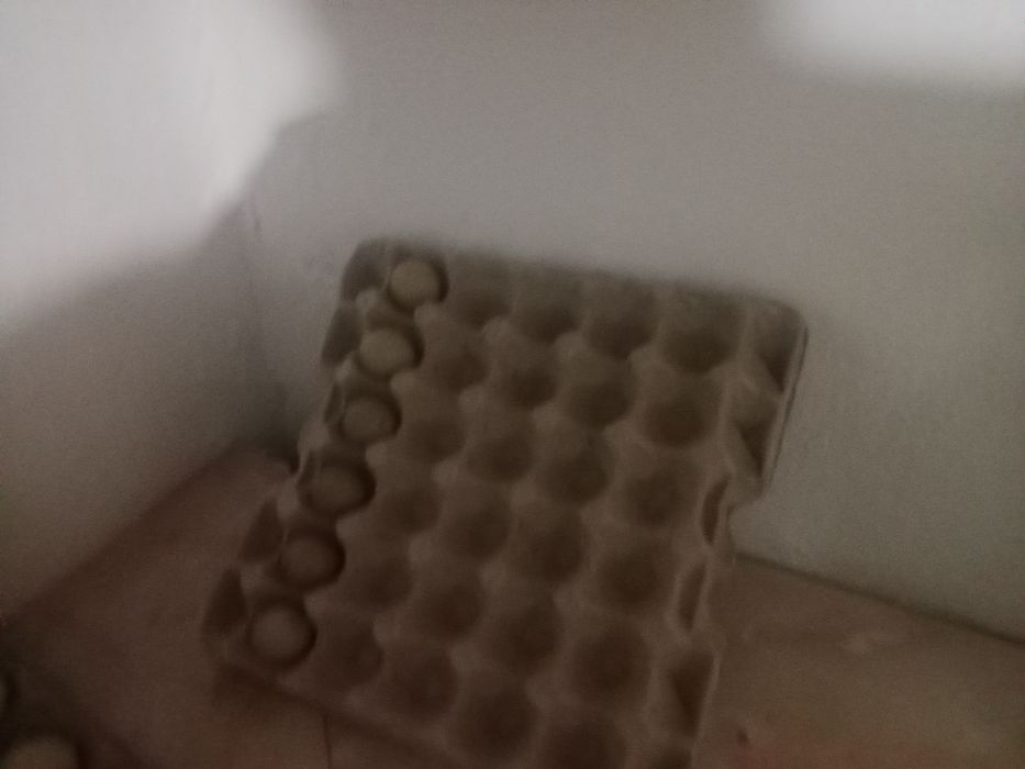 Қырғауыл жұмыртқасы