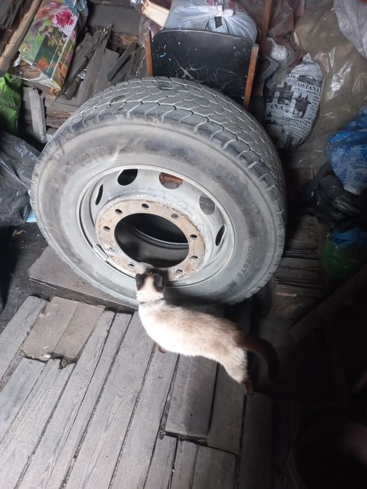 1 балон с диском г.шахтинск