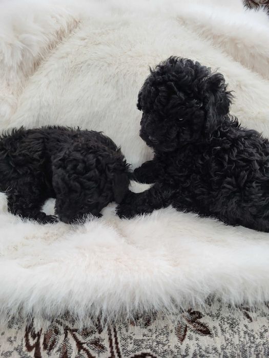 Toy Pudel  женски и мъжки