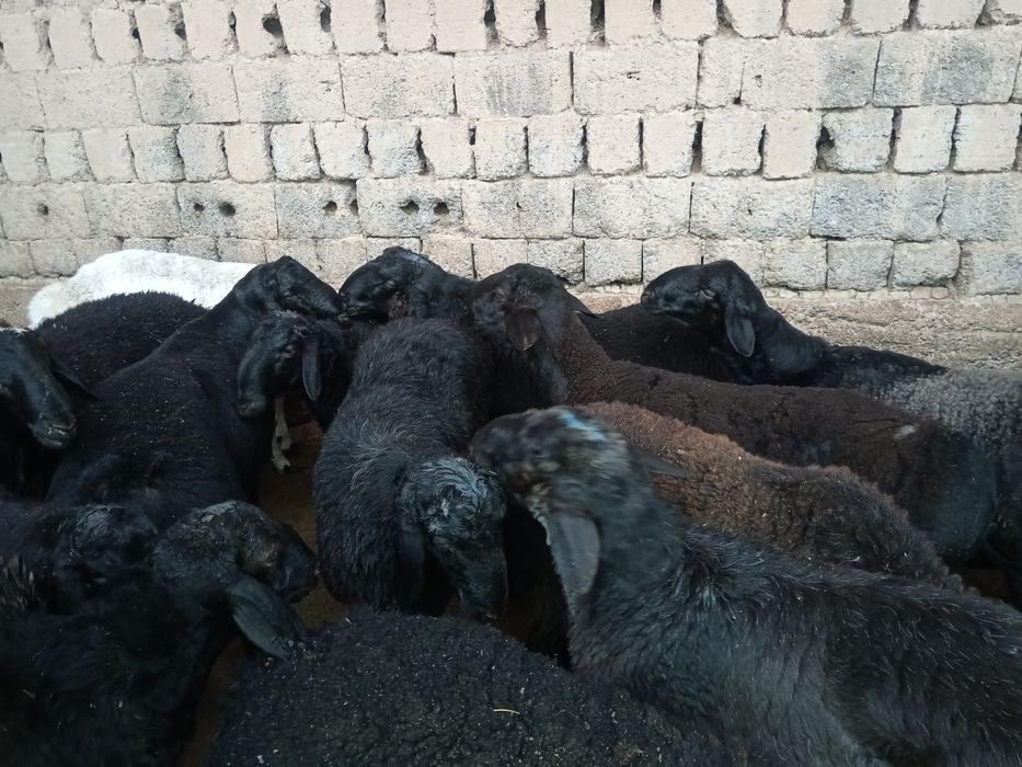 Qurbonlik Кочкор кой Qochqor Курбонлик qoy quy кой