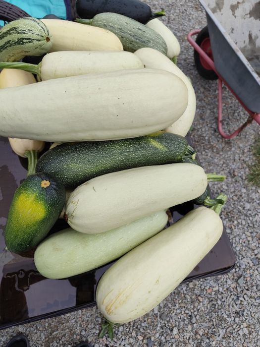 Продам дачные кабачки
